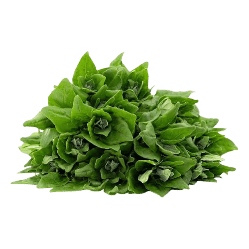 New Zealand Spinach